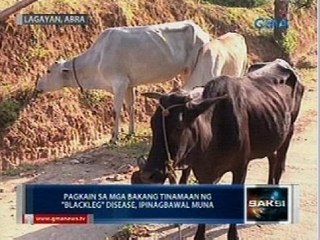 Saksi: Pagkain sa mga bakang tinamaan ng "blackleg" disease sa Abra, bawal muna