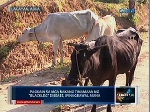 Saksi: Pagkain sa mga bakang tinamaan ng blackleg disease sa Abra, bawal muna