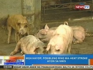 NTG: NMIS: Mga hayop, posible ring ma-heat stroke