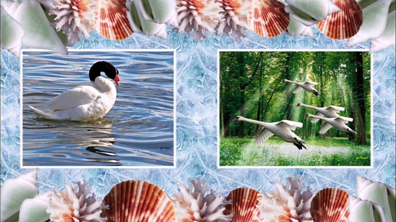 Cygnes