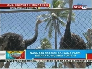 Nasa 500 ostrich sa isang farm sa Misamis Oriental, dinarayo ng mga turista