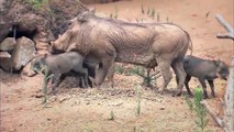 Warthog Piglets Play at the San Diego Zoo Safari Park