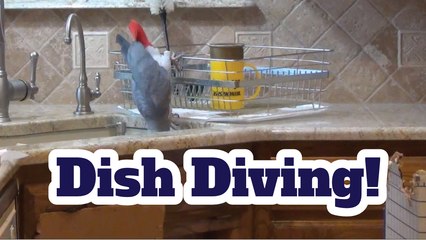 Einstein Parrot Goes Dish Diving!