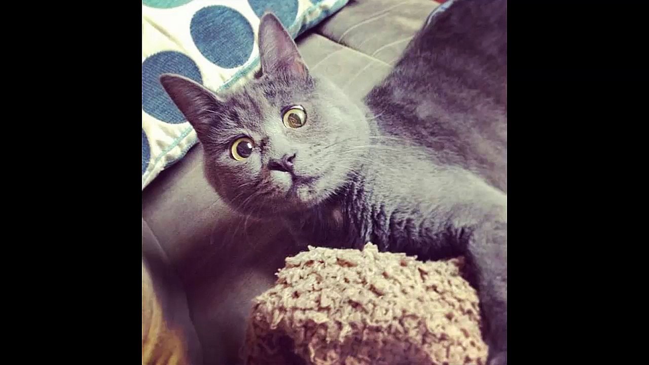 This Cats Face Makes Him Look Like Hes Permanently Surprised