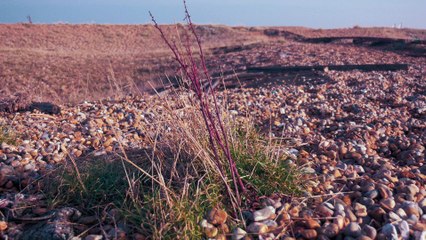 Places to visit in the UK - Kent, Dungeness