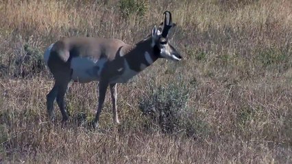 American antelope, Pronghorn (Antilocapra americana)