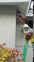 il ne crain pas les guepes