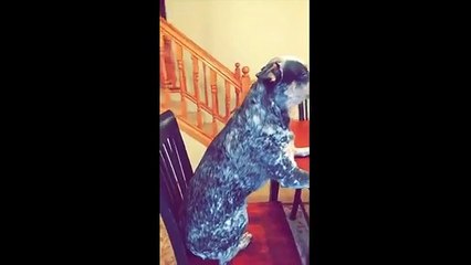 Mannequin Challenge pour chien