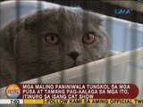 Mga maling paniniwala tungkol sa mga pusa at tamang pag-aalaga sa mga ito, itinuro sa isang cat show