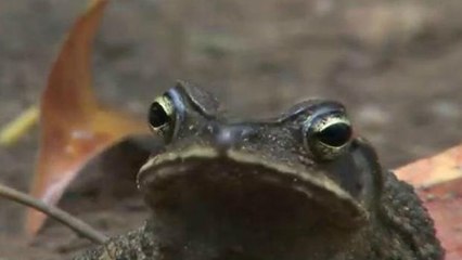 Sapos são usados por moradores para acabar com os pernilongos