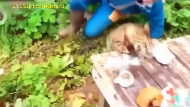 НЕ ДЕТСКИЕ ПРИКОЛЫ 18 2016 #52 Подборка Приколов Декабрь 2016 Приколы Ржака