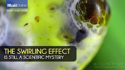 Zbulohet një merimangë misterioze