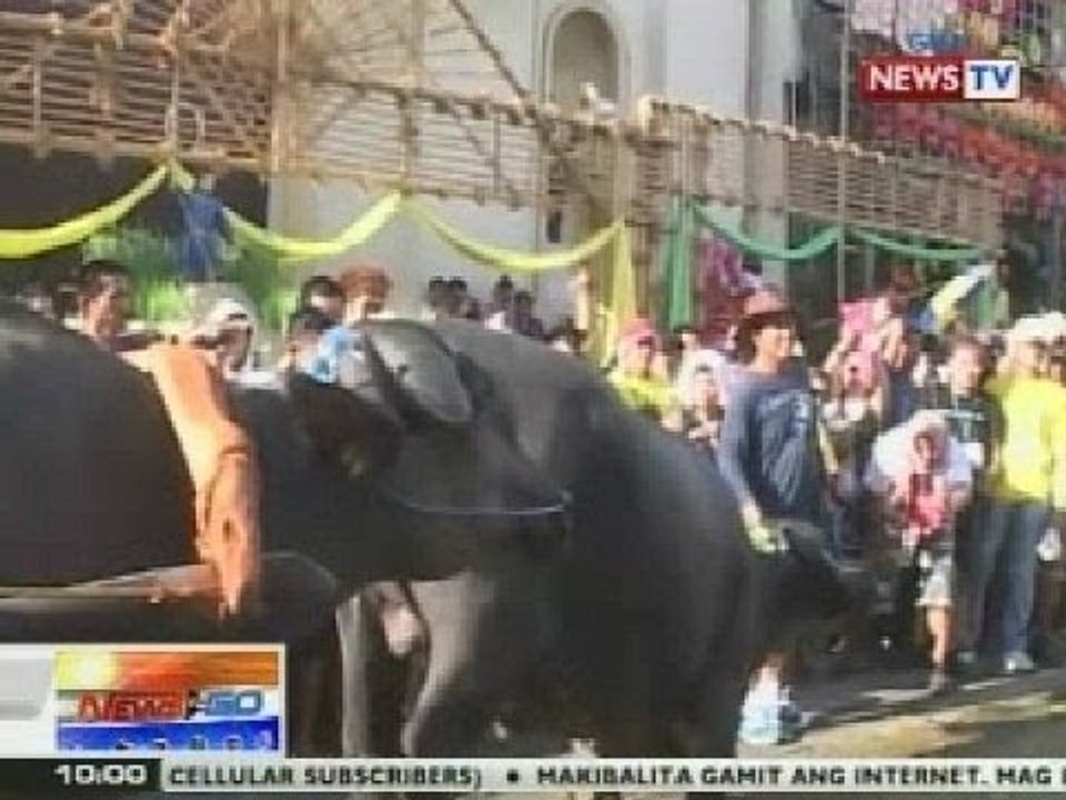 NTG: Mga lumuluhod na kalabaw, tampok sa Pista...