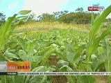 Mga magsasaka, pinayuhang magtanim ng ibang rice variety at gulay