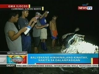 Balyenang hinihinalang kinatay, nakita sa dalampasigan sa Currimao, Ilocos Norte