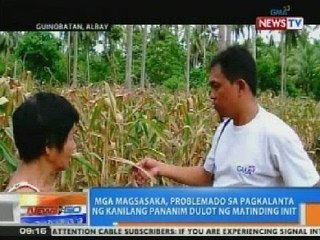 NTG: Mga magsasaka, problemado sa pagkalanta ng kanilang pananim dulot ng init