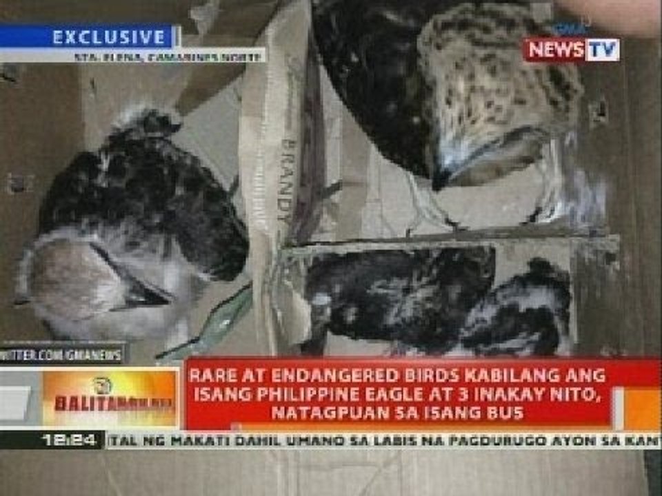 Rare at endangered birds kabilang ang isang Phl Eagle at 3 inakay nito, natagpuan sa isang bus