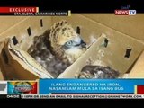 BP: Ilang endangered na ibon, nasamsam mula sa isang bus sa Camarines Norte