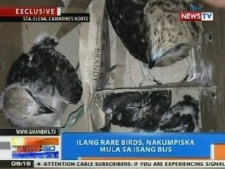 NTG: Ilang rare birds, nakumpiska mula sa isang bus sa Camarines Norte