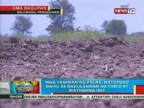 BP: Mga taniman ng palay, natutuyo dahil sa kakulangan ng tubig at matinding init