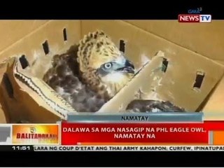 BT: Dalawa sa mga nasagip na Phl Eagle Owl, namatay na