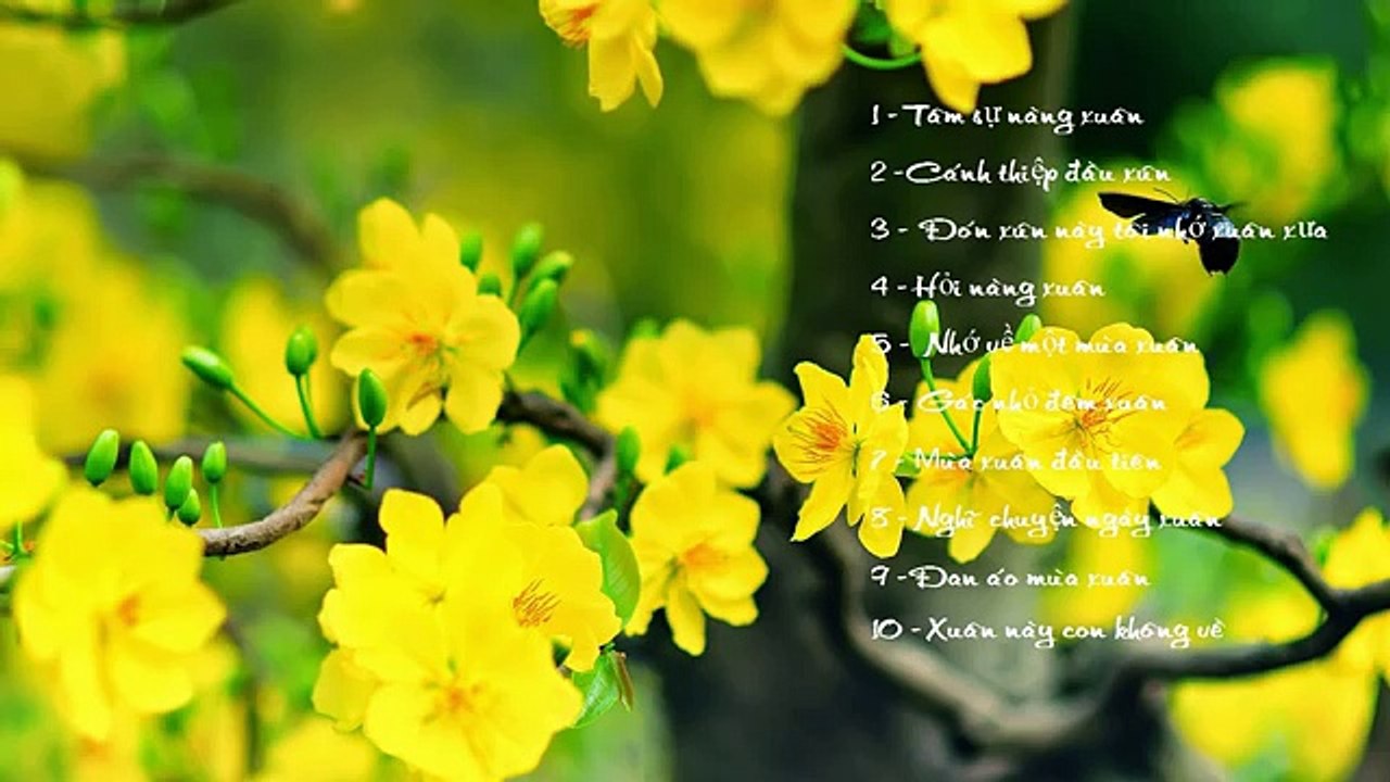 Tuyển Tập Nhạc Xuân Trữ Tình Bất Hủ - Mừng Xuân Đinh Dậu 2017