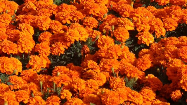 Las Tierras Altas de Panamá deleitan a miles de turistas con un jardín multicolor