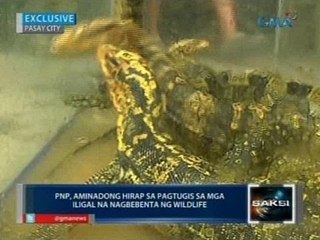 Iba't ibang endangered species, nasagip sa isang bahay sa Pasay