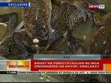BT: Bahay na pinagtataguan ng mga endangered na hayop, sinalakay