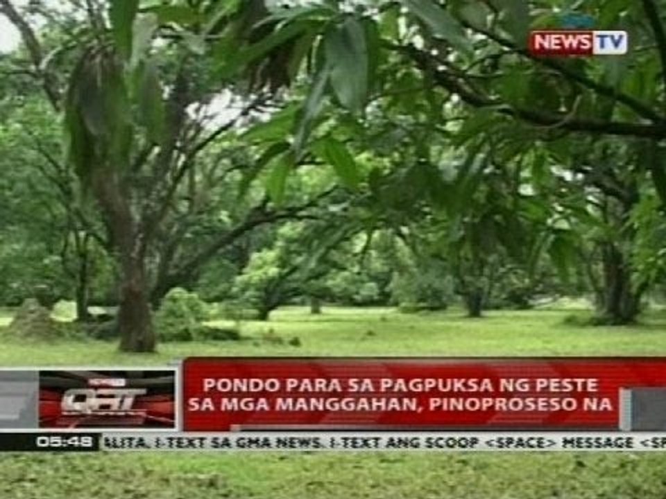 QRT: Kurikong sa mangga, problema sa taniman sa Bulacan