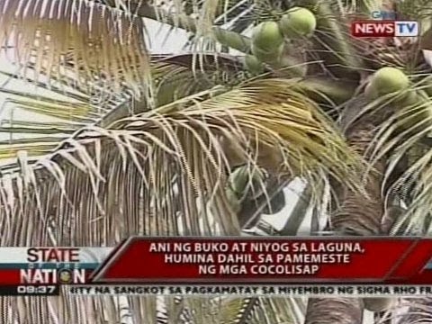 SONA: Ani ng buko at niyog sa Laguna humina dahil sa pamemeste ng mga cocolisap