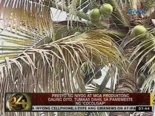 24 Oras: Presyo ng niyog at mga produktong galing dito, tumaas dahil sa   pamemeste ng "cocolisap"