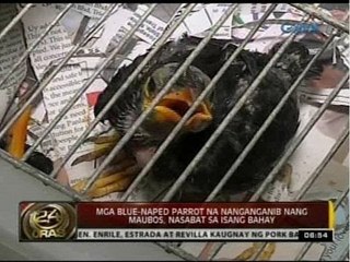 24Oras: Mga blue-naped parrot na nanganganib nang maubos, nasabat sa isang bahay