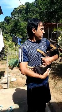 PINCHER NÃO POLITICOS