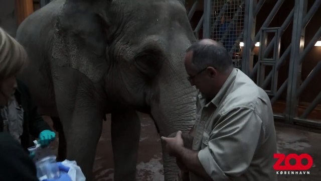 Elefanter undersøges inden afrejse | Copenhagen Zoo