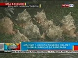 BP: Mahigit 1,000 endangered helmet shells, nakuha sa pantalan sa Negros Occidental