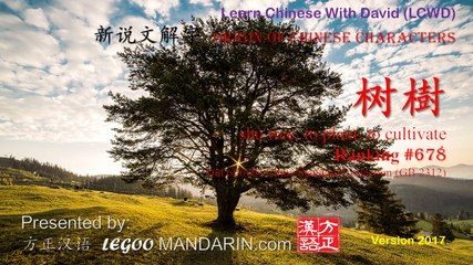 Origin of Chinese Characters - 678 树 shù tree, to plant, to cultivate - Learn Chinese with Flash Cards