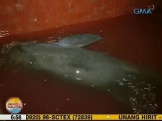 Descargar video: UB: Sugatang dolphin, napadpad sa dalampasigan sa Cebu City