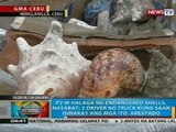 BP: P2-M halaga ng endangered shells, nasabat sa Minglanilla, Cebu