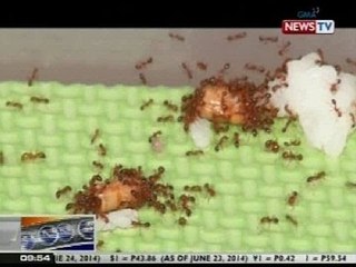 NTG: Ant keeping, nauuso na rin sa Pilipinas