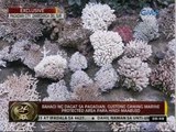 Exclusive: Pinagtaguan ng corals na iligal na kinuha para ibenta, sinuyod