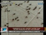 24Oras: Pamemeste ng mga langaw, tatlong taon na raw problema ng mga taga-Mauban, Quezon