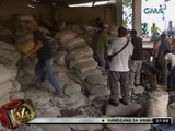 24Oras: Daan-daang sako ng endangered na kabibe, nasabat sa car display center sa Cebu