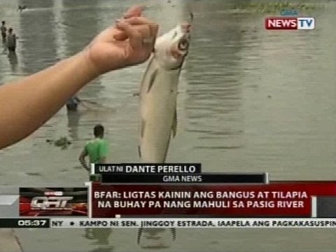 QRT: BFAR: Ligtas kainin ang bangus at tilapia na buhay pa nang mahuli sa Pasig River