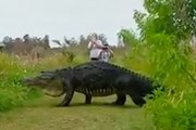 Giant alligator looks like a dinosaur