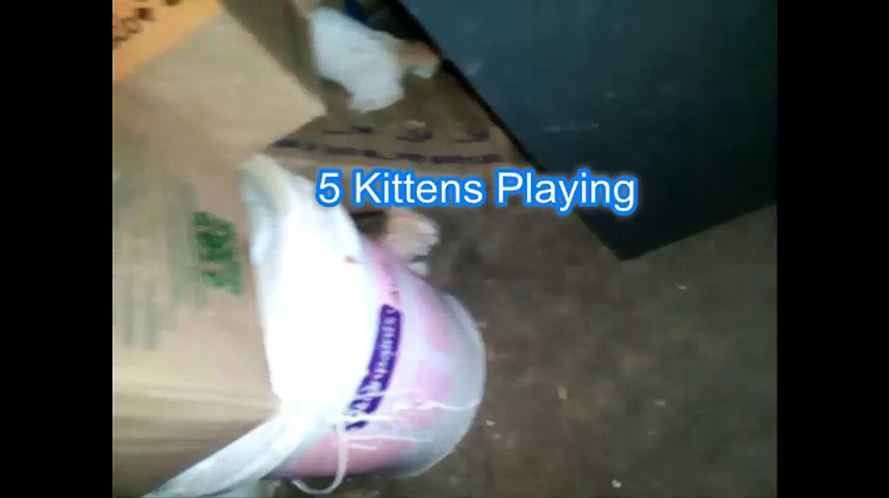 5 kittens playing around and mom feeding