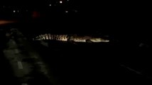 2m-long crocodile seen in Unimas premises