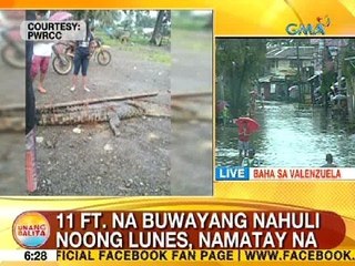 UB: 11 ft. na buwayang nahuli noong Lunes sa Palawan, namatay na