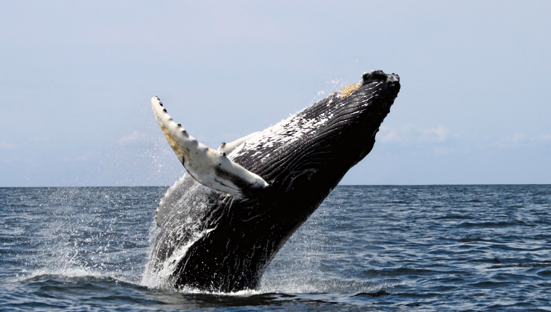 ⁣Top 10 Endangered Ocean Species and Marine Animals