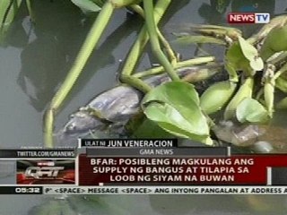 Скачать видео: BFAR: Posibleng magkulang ang supply ng bangus at tilapia sa loob ng siyam na buwan